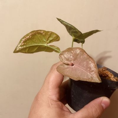 Syngonium pink mosaic