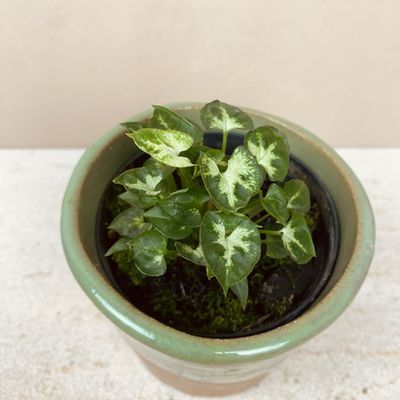Syngonium podophyllum ‘Mini Pixie’