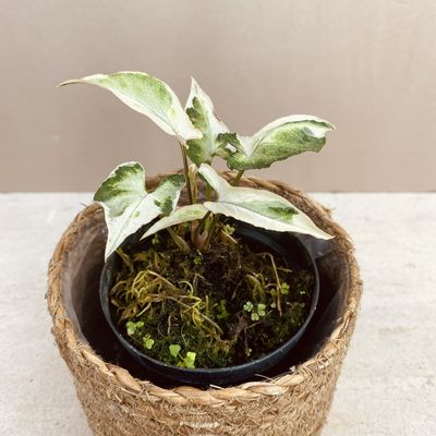 Syngonium starlite Variegata