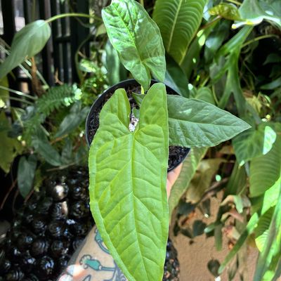 Syngonium steyermarkii