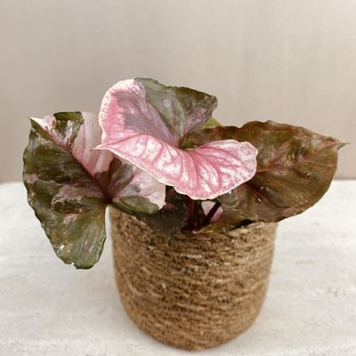 Syngonium 'strawberry ice’