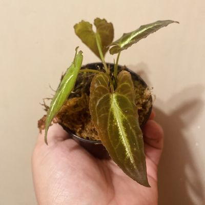 Syngonium rayii ‘dark’