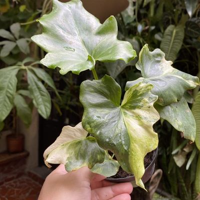 Thaumatophyllum bipinnatifidum Variegato