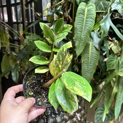 Zamioculcas zamiifolia variegata
