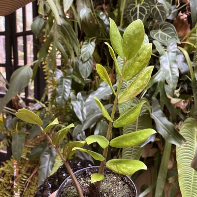 Zamioculcas zamiifolia variegata