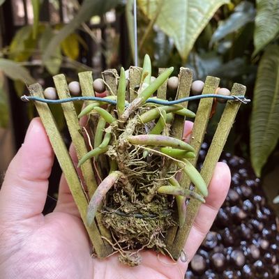 Dendrobium lichenastrum var. prenticei