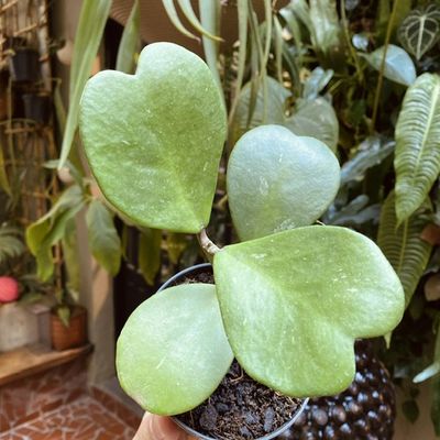 hoya kerrii
