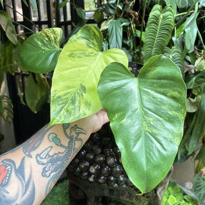 philodendron subincisum variegata