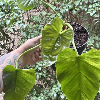 philodendron subincisum variegata