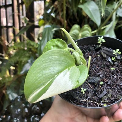 scindapsus treubii moonlight variegata
