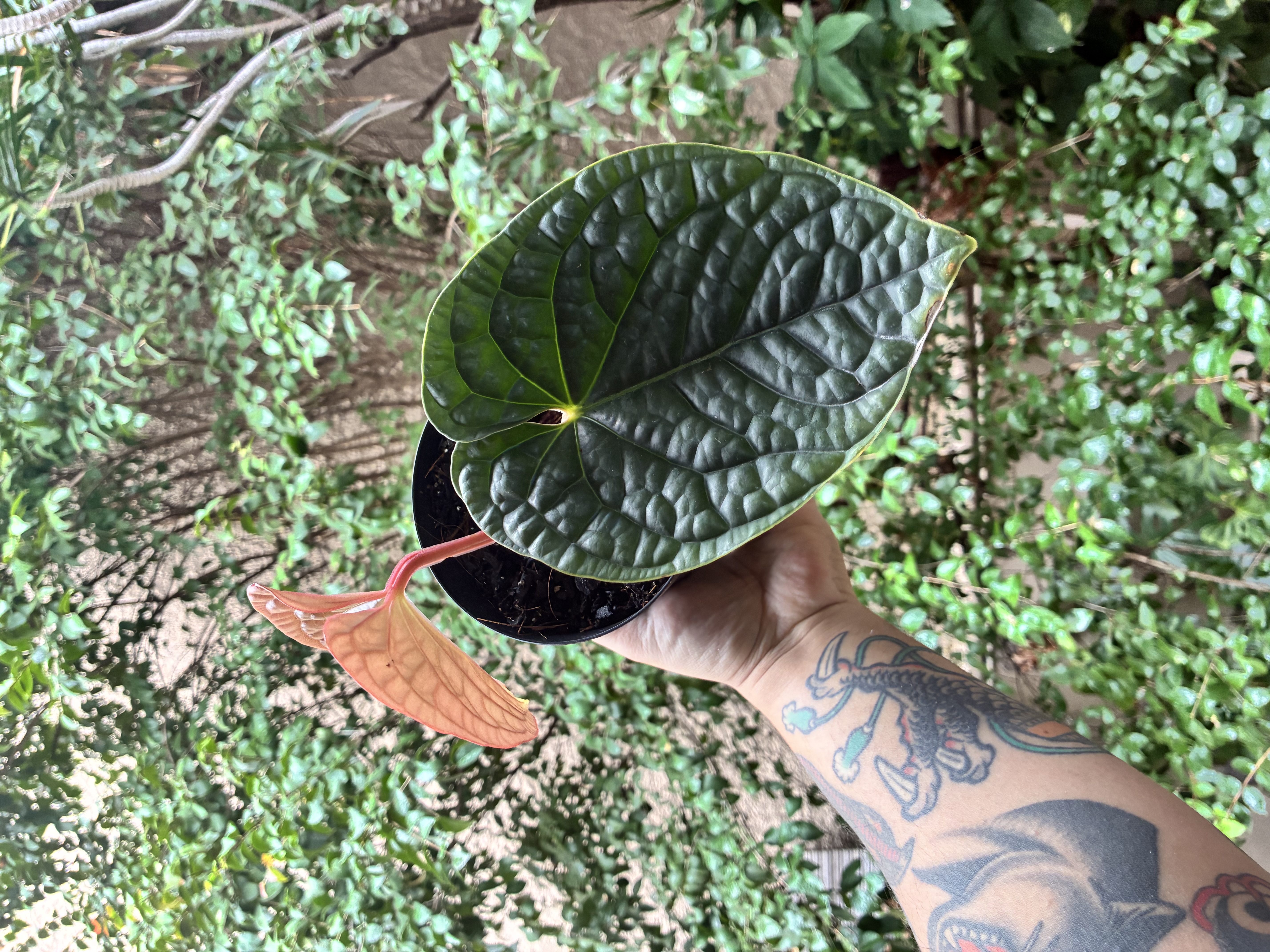 アンスリウム Anthurium luxurians Sp colombia Mundo Das Folhas